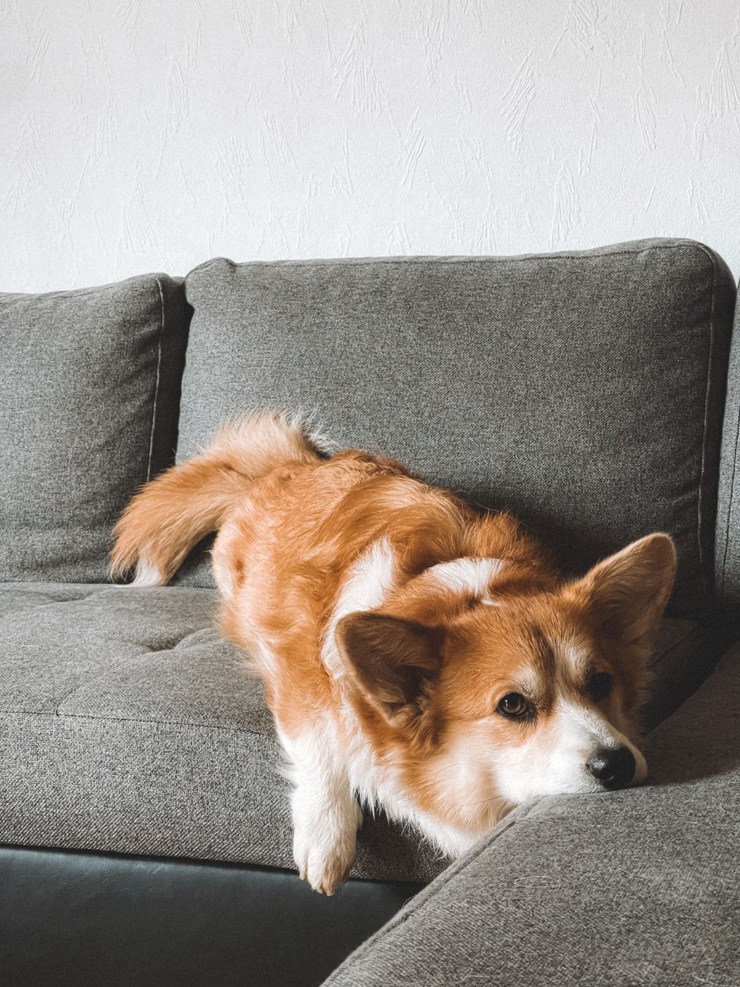 Hund als Beispiel für ein digitales Haustierportrait